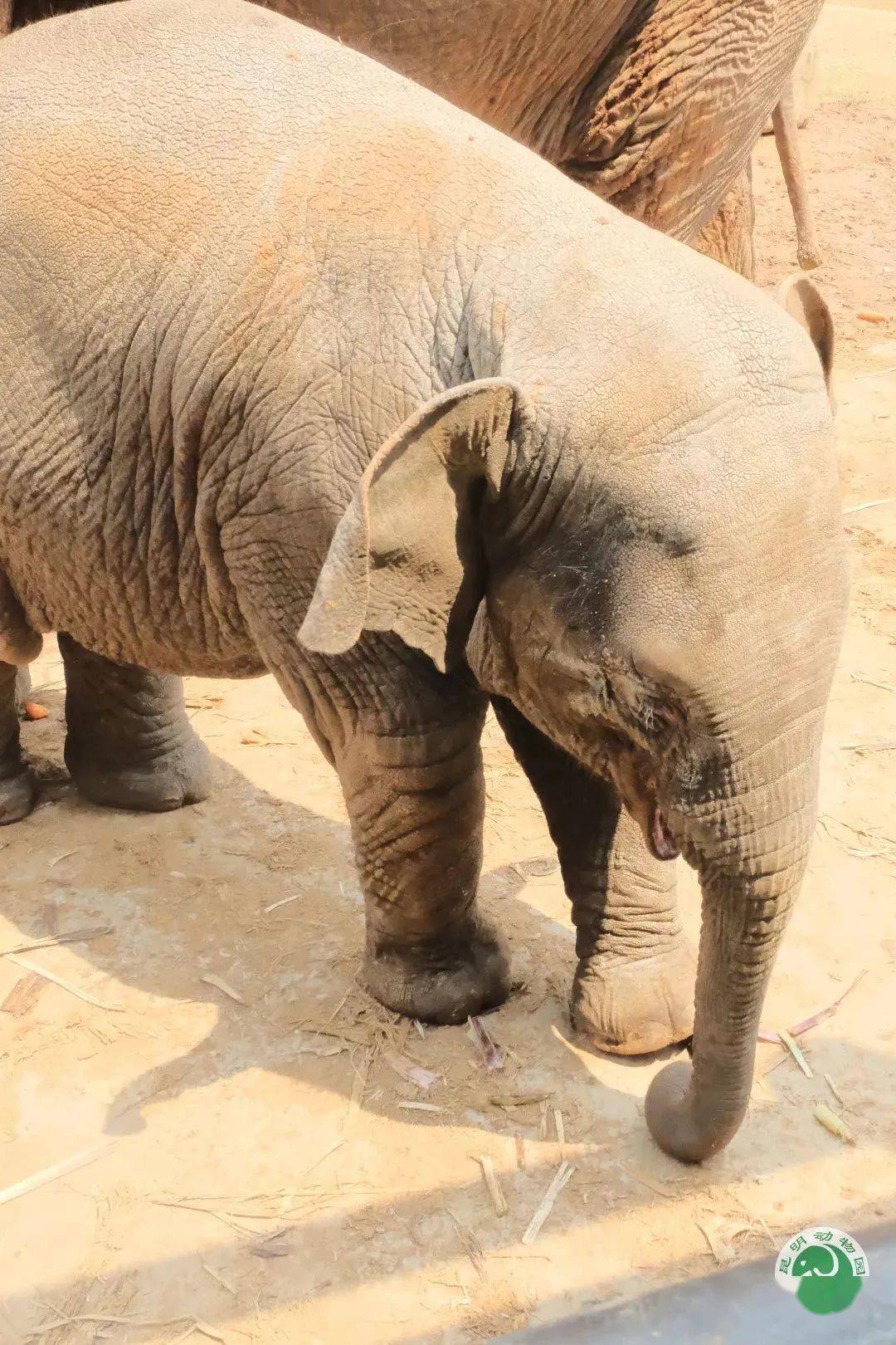 云南野象主场告捷，实力不容小视的简单介绍