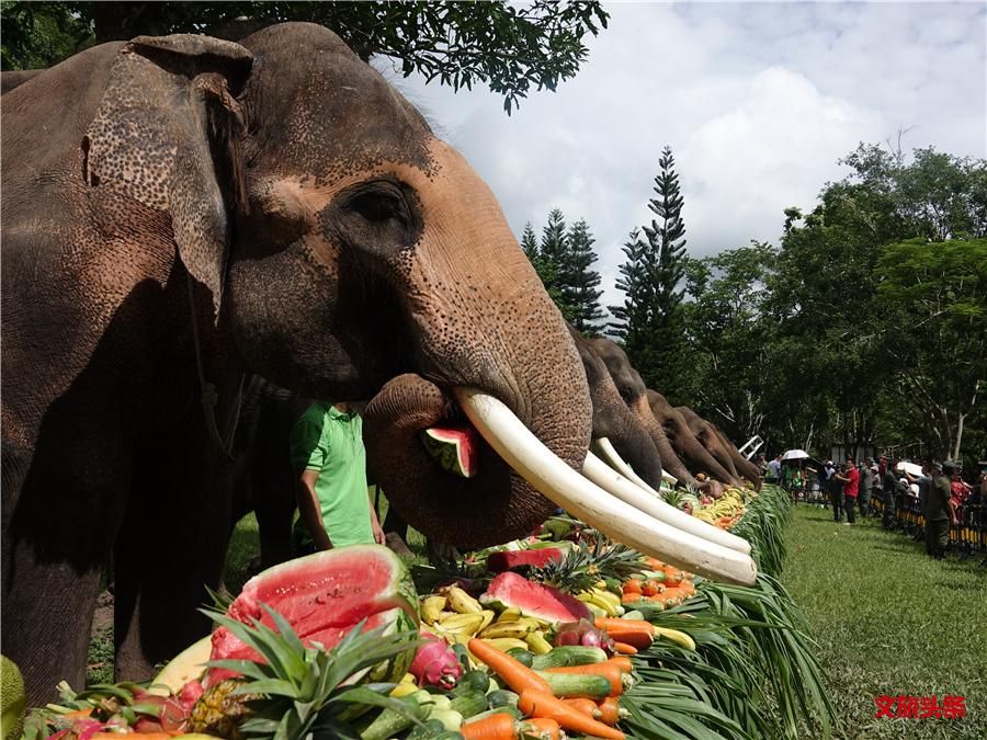 云南野象主场告捷，实力不容小视的简单介绍
